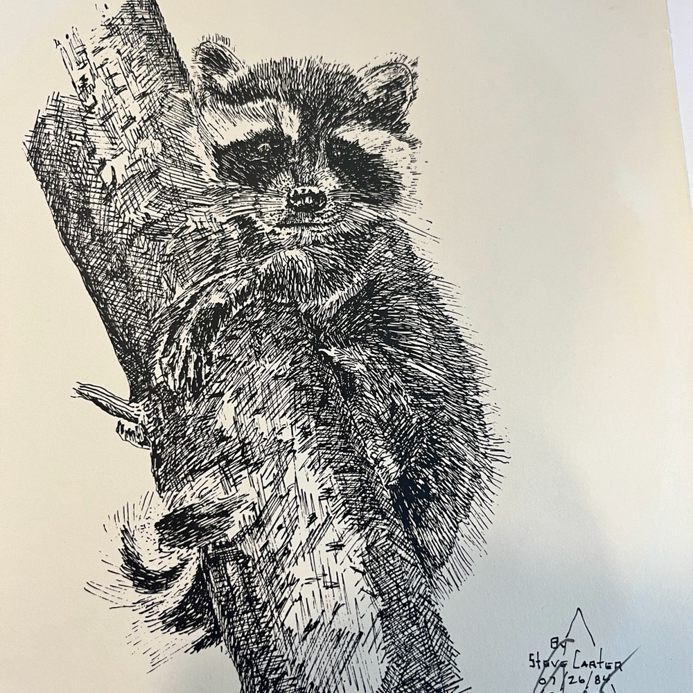 Raccoon Art Print – Signed Ink Drawing by Canadian Artist Steve Carter - Picture 6 of 7